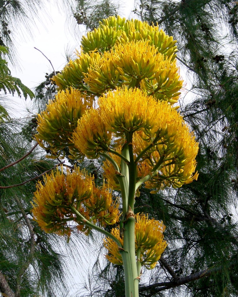 Antigua’s National Flower The Agave Antigua Barbuda Horticultural