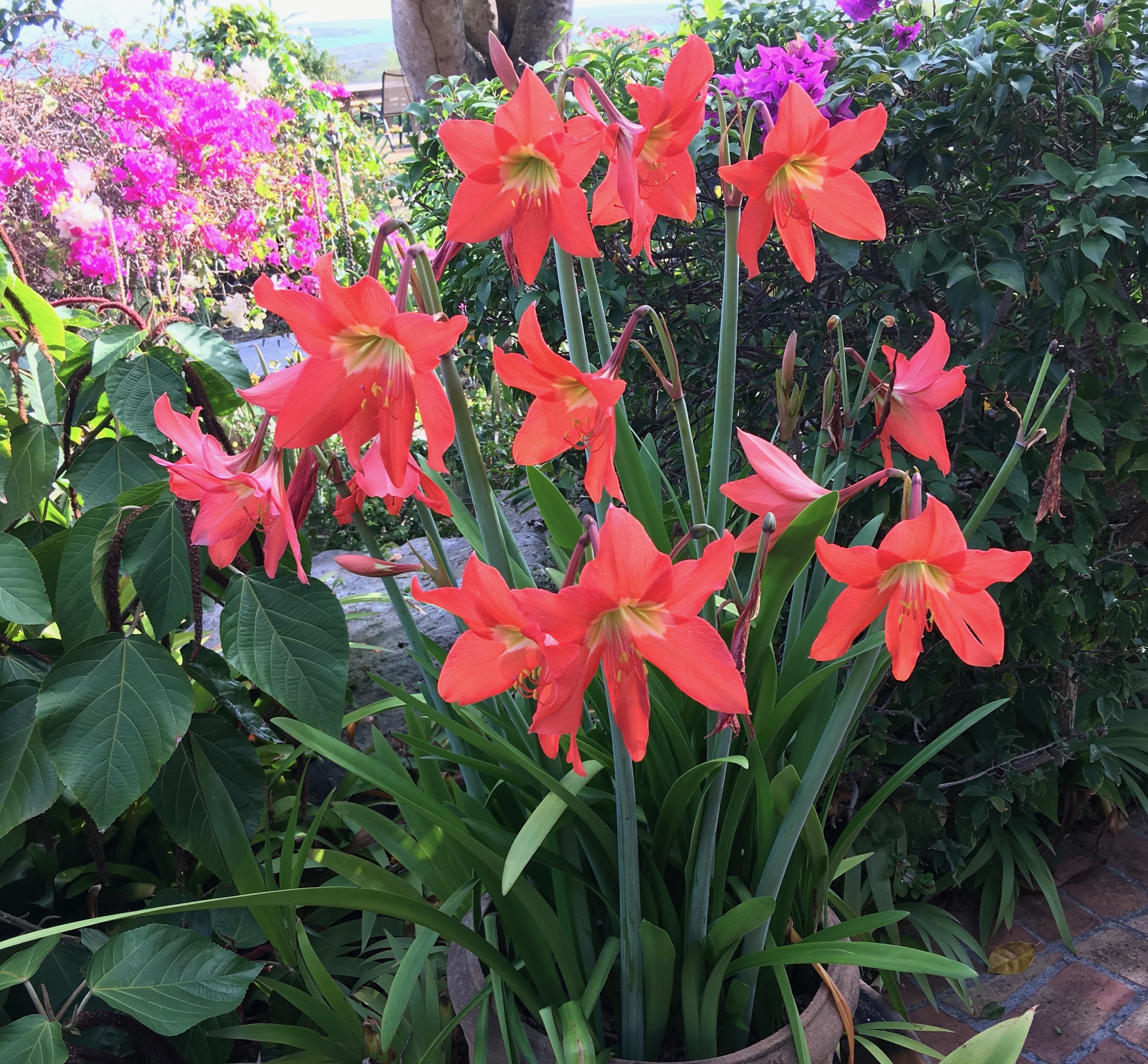 Easter lily, blooms March, April all over the Island , red to shades of